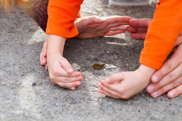 Small brown frog in surrounded by child's and adult`s hands