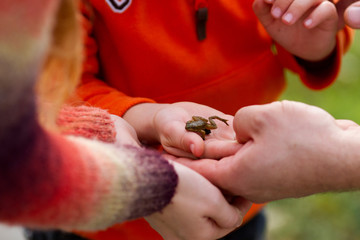 Very small brown frog in child's hands surrounded by adult's hands