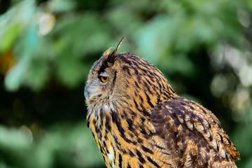 Royal Owl