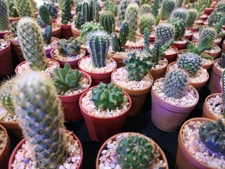 Cactus Many varieties in the pedestrian market