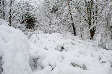 Obraz premium Snow blizzard and snowfall. Beautiful winter snowy landscape in a city park. Winter in the forest. New Year landscape. Fresh snow on the trees.