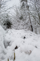  Winter Christmas landscape with lots of snow and beautiful Christmas trees. Trees close-up in the snow. Snowy winter landscape in a city park.