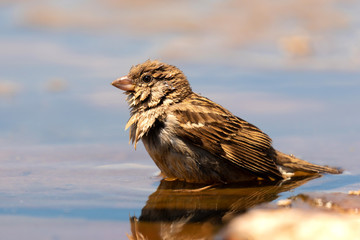 Beautiful brown sparrow taking a bath