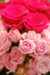 Macro view of colorful blue red green white pink purple rose flower bouquet in full blossom