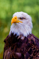 Portrait of a american eagle in the nature.