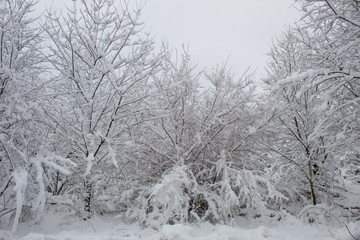  Winter Christmas landscape with lots of snow and beautiful Christmas trees. Trees close-up in the snow. Snowy winter landscape in a city park.
