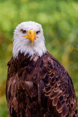 Obraz premium Portrait of a american eagle in the nature.
