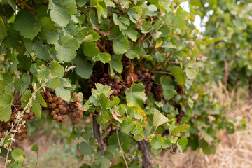 Vineyard in Romania
