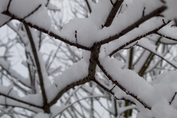  Winter Christmas landscape with lots of snow and beautiful Christmas trees. Trees close-up in the snow. Snowy winter landscape in a city park.