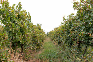 Vineyard in Romania