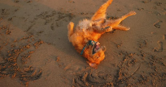 Golden retriever labrador have fun. Wallowing at beach in sand at sunset. Love friendship of human and animal pets. Dog rolling in sand and getting dirty at golden sunrise. Animal play with human.