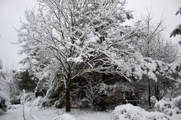  Winter Christmas landscape with lots of snow and beautiful Christmas trees. Trees close-up in the snow. Snowy winter landscape in a city park.