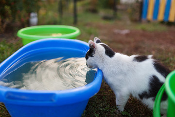 Young black and white cat drinking water from a blue basin