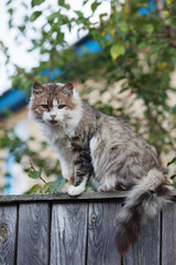 Young gray and white cat sitting on the fence