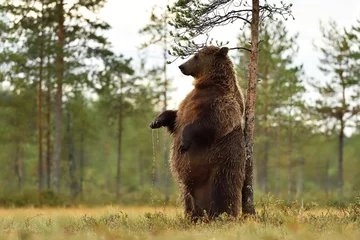 Schilderijen op glas brown bear standing and scratching itself against a tree © Erik Mandre