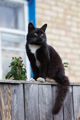 Young black and white cat sitting on the fence