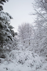  Winter Christmas landscape with lots of snow and beautiful Christmas trees. Trees close-up in the snow. Snowy winter landscape in a city park.
