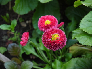 Цветы Маргаритки 