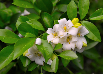 Orange jessamine flower blossom at tree (Murraya paniculata)