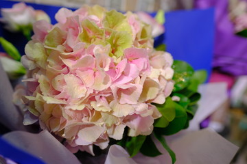Flower bouquet with colorful Gypsophila and light pink purple Hydrangea macrophylla flower