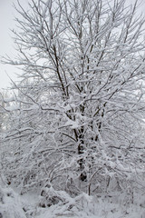  Winter Christmas landscape with lots of snow and beautiful Christmas trees. Trees close-up in the snow. Snowy winter landscape in a city park.