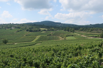Weinberge in Burgund