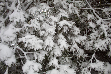  Winter Christmas landscape with lots of snow and beautiful Christmas trees. Trees close-up in the snow. Snowy winter landscape in a city park.