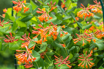 Obraz premium Hybrid brown honeysuckle flower in garden