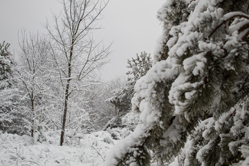 Snowy winter forest during a snowstorm in Europe. Heavy snow storm and blizzard. The beginning of winter is in full swing.