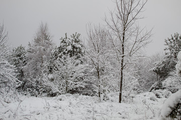Snowy winter forest during a snowstorm in Europe. Heavy snow storm and blizzard. The beginning of winter is in full swing.