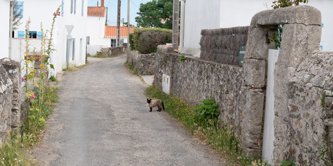 Street alley typical in island Noirmoutier Vendee France