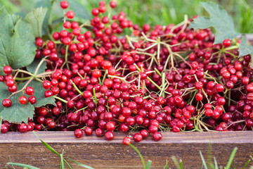 Viburnum berries with bunches. Viburnum on wooden background