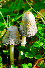 Schopf-Tintling (Coprinus comatus) bei Annaberg-Buchholz 