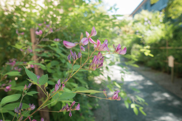 京都、梨木神社の境内に咲く萩の花