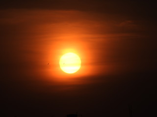 Another Sun set , bird flying towards home, sun set scene, evening scene