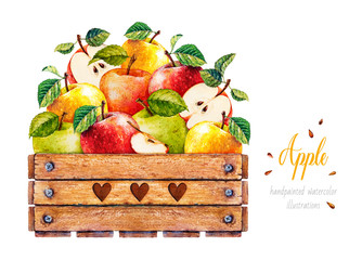Apples. Watercolor botanical illustration. Wooden box. Wooden box with apples