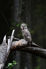 Great Grey Owl on a fallen tree in forest
