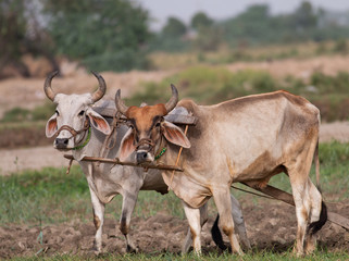 Bulls in the field  relaxing