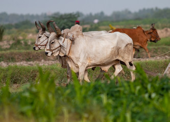 Ploughing paddy field with Bulls