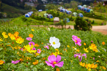 landscape with flowers and mountains, in Chiang Mai