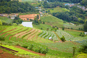 landscape with flowers and mountains, in Chiang Mai
