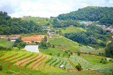 landscape with flowers and mountains, in Chiang Mai