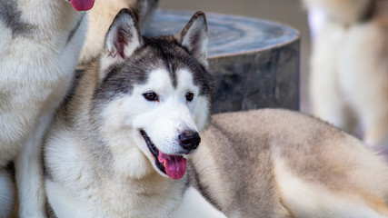 Siberian Husky dogs looks around. Husky dogs has black and white coat color.