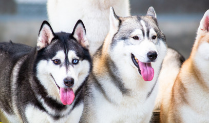 Siberian Husky dogs looks around. Husky dogs has black and white coat color.