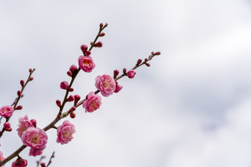 Fototapeta premium ピンクの梅の花