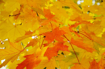 Naklejka na ściany i meble Yellow-orange maple foliage. Autumn.Yellow-orange maple foliage. Autumn. Horizontal view