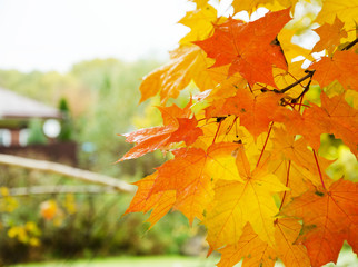 Maple branch with yellow-red leaves against a cloudy sky and greenery. Horizontal view. The branch is located in the upper right corner.