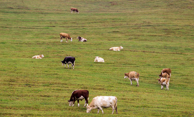 farm cows graze on a ranch