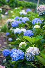 Fototapeta premium Hydrangea flower garden at Chiang Mai