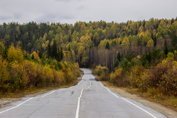 asphalt road going into a beautiful autumn forest